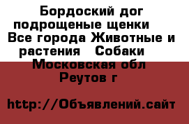 Бордоский дог подрощеные щенки.  - Все города Животные и растения » Собаки   . Московская обл.,Реутов г.